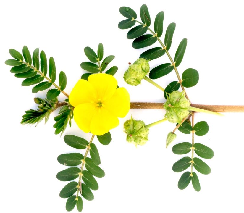 Feronex contiene extracto de Tribulus terrestris